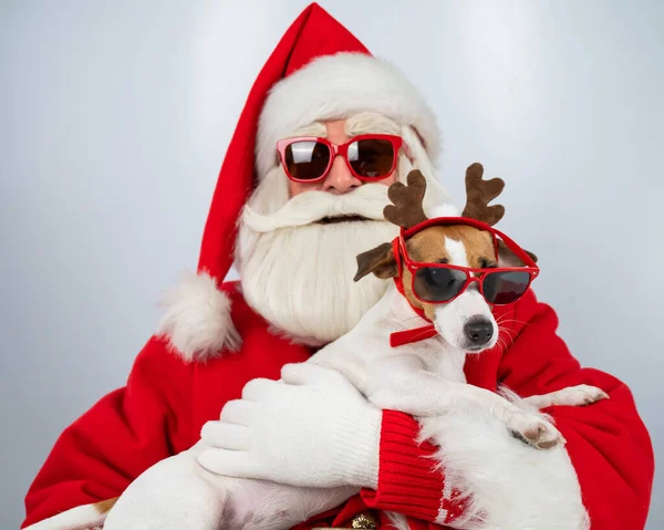 Święty Mikołaj i Mikołaj pomagają w okularach przeciwsłonecznych na białym tle. Jack Russell terrier pies w kostiumie jelenia. — Zdjęcie stockowe