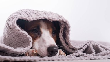 Gri bir ekoseyle kaplı şirin küçük bir köpek. Jack Russell Terrier 'ın namlu ağzı battaniyenin altından sarkıyor.