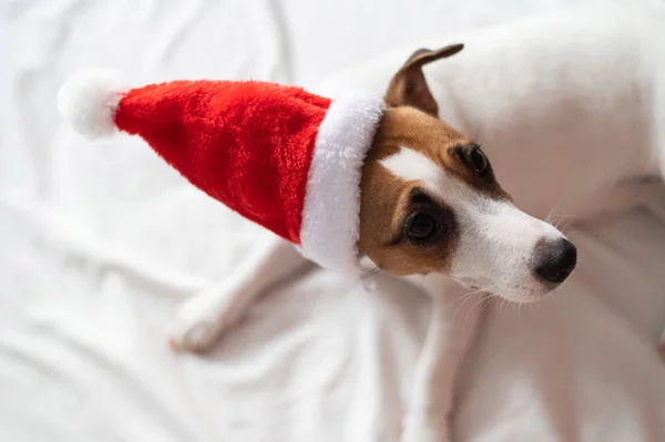 Jack russell terrier dog in santa claus hat lies on a white sheet. Christmas greeting card — Stock Photo, Image
