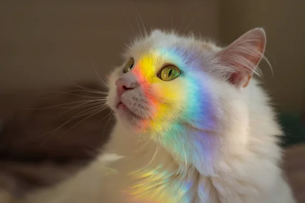 Un gatto bianco soffice giace in camera da letto con un arcobaleno sul viso. — Foto Stock