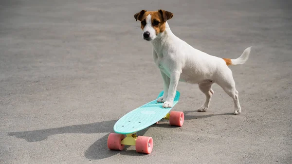 Jack Russell terrier chien chevauche une planche de penny à l'extérieur — Photo