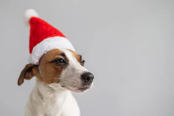 Ritratto di un cane jack russell terrier in un cappello di Babbo Natale su sfondo bianco. Biglietto di auguri di Natale — Foto Stock