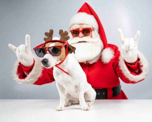 Święty Mikołaj i Mikołaj pomagają w okularach przeciwsłonecznych na białym tle. Jack Russell terrier pies w kostiumie jelenia — Zdjęcie stockowe
