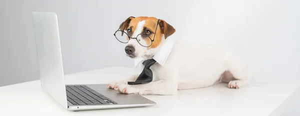 Jack Russell terrier dog w okularach i krawacie działa na laptopie na białym tle. — Zdjęcie stockowe