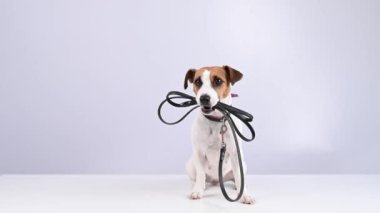 Beyaz arka planda tasması olan Jack Russell Terrier köpeği..