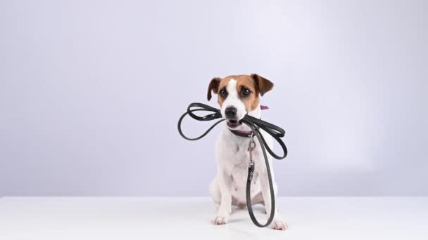 Jack Russell Terrier Hund hält eine Leine auf weißem Hintergrund. — Stockvideo