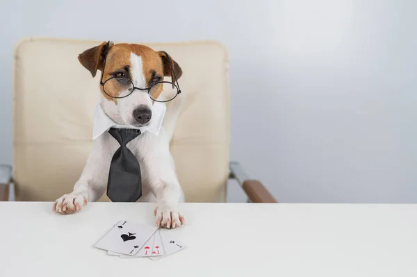 Джек розпродає собаку-тер'єра з окулярами, а краватка грає в покер. Пристрасть до азартних ігор. — стокове фото