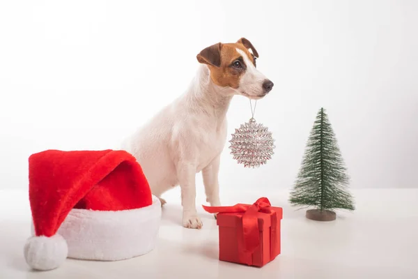 Smart dog jack russell terrier tiene una decorazione natalizia in bocca su uno sfondo bianco — Foto Stock