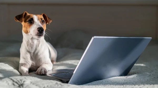 Умный собачник Джек Рассел терьер лежит на кровати рядом с ноутбуком. — стоковое фото