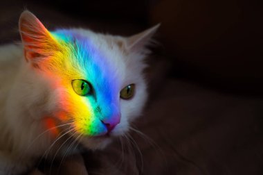 Yüzünde gökkuşağı olan beyaz tüylü bir kedi.. 