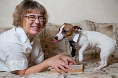 Köpek Jack Russell Terrier yaşlı beyaz bir kadının yüzünü yalıyor..