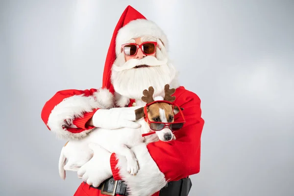 Weihnachtsmann und Weihnachtsmann mit Sonnenbrille auf weißem Hintergrund. Jack Russell Terrier Hund im Hirschkostüm. — Stockfoto