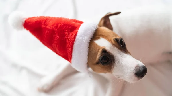 Джек розпродає собаку-тер'єра в капелюсі санти, лежачи на білому аркуші. Різдвяна листівка — стокове фото
