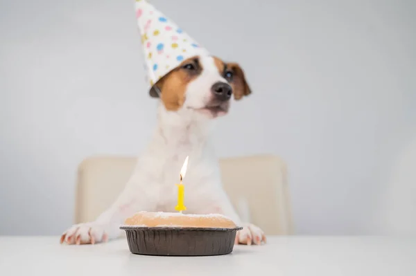 Un lindo perro con una gorra festiva se sienta frente a un pastel con una vela ardiente número uno. Jack Russell Terrier celebra su cumpleaños — Foto de Stock