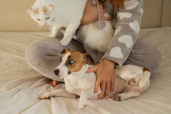 개와 고양이와 껴안고 있는 빨간 머리 백인 여성. — 스톡 사진