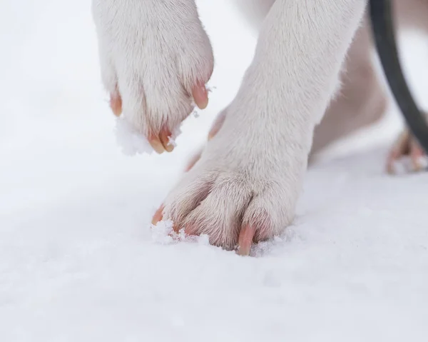 Close-up van hondenpoten op witte sneeuw. — Stockfoto