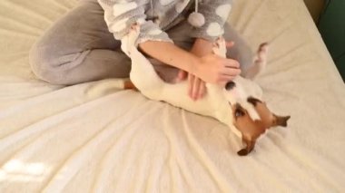 Yatakta köpek Jack Russell Terrier ile oynayan kadın..