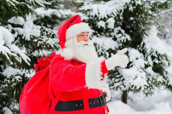 Surpris Père Noël marche à travers une forêt de conifères enneigée au pôle Nord en Laponie. Joyeux Noël. Carte postale. — Photo