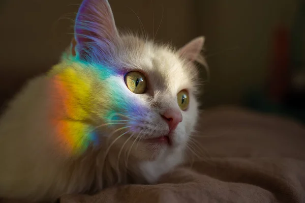 A white fluffy cat lies in the bedroom with a rainbow on its face. — Stock Photo, Image