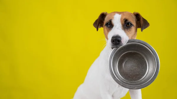 Hungry jack russell terrier segurando uma tigela vazia em um fundo amarelo. O cão pede comida. — Fotografia de Stock