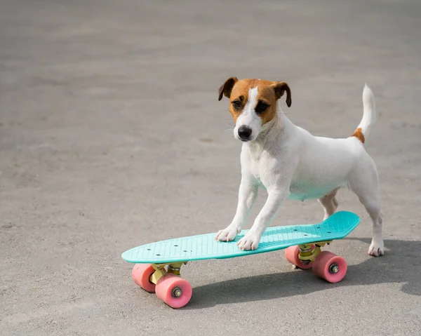 Jack Russell Terrier pies jeździ na tarasie — Zdjęcie stockowe