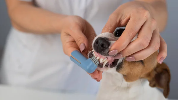 Női állatorvos mossa a fogát a kutya Jack Russell terrier egy speciális ecset teszi az ujjára. — Stock Fotó