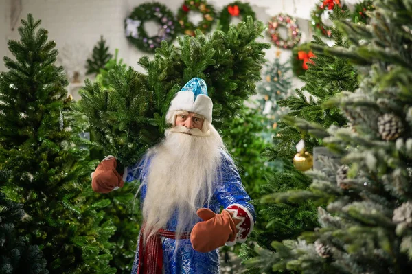 Russian santa claus buys a christmas tree in the store. — Stock Photo, Image