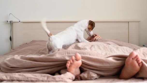 Hund Jack Russell Terrier springt aufs Bett und leckt schlafende Besitzerin. — Stockvideo