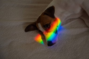 Jack Russell Terrier köpeği yüzünde gökkuşağı ışınlarıyla yatakta yatıyor.. 