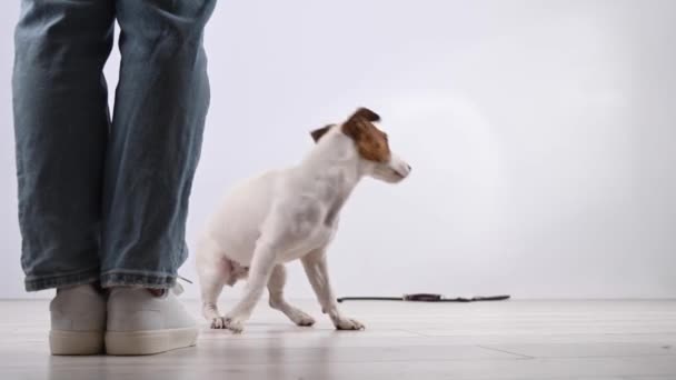 Der Hund bringt der Frau die Leine auf weißem Grund. Jack Russell Terrier ruft Besitzer zum Spaziergang. — Stockvideo