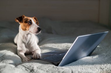 Akıllı köpek Jack Russell Terrier dizüstü bilgisayarın yanında yatıyor..