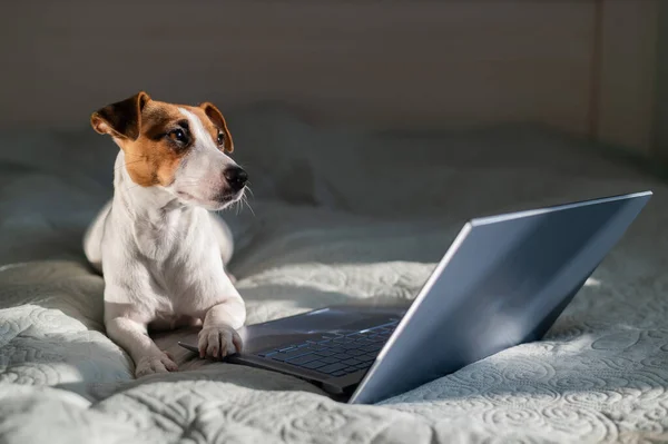 Smart dog jack russell terrier si trova sul letto accanto al computer portatile. — Foto Stock