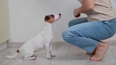 Beyaz kadın köpek Jack Russell Terrier 'ı eğitiyor.. 