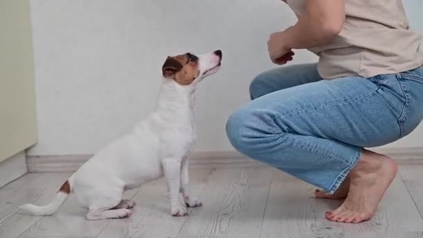 Caucásico mujer entrenamiento perro jack russell terrier. — Vídeo de stock