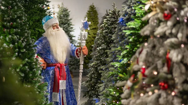 Père Noël russe avec un personnel dans un magasin d'arbres de Noël artificiels. — Photo