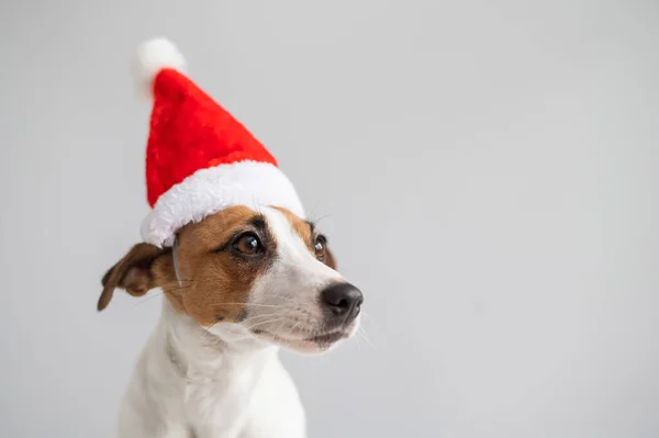 Ritratto di un cane jack russell terrier in un cappello di Babbo Natale su sfondo bianco. Biglietto di auguri di Natale — Foto Stock