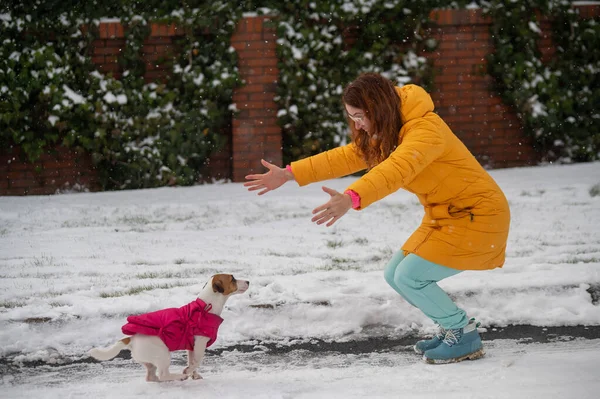 Caucasian woman playing with dog while walking in winter. Jack Russell Terrier is jumping into the arms of the owner. — Stockfoto