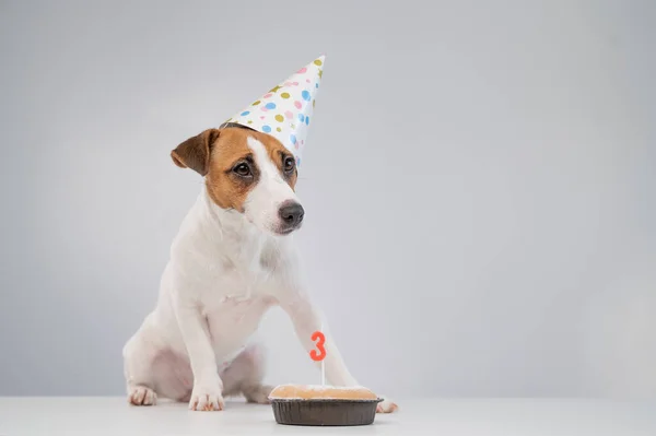 Jack Russell terrier em um gorro festivo por uma torta com uma vela em um contexto branco. O cão está comemorando seu terceiro aniversário — Fotografia de Stock