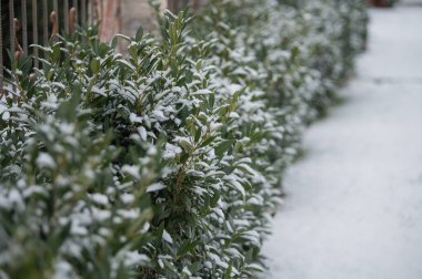 Beyaz karla kaplı yeşil çalılar. Kış. 