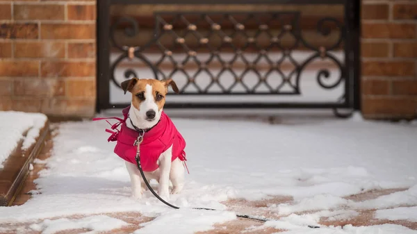 Osamělý pes Jack Russell teriér se ztratil na ulici v zimě. — Stock fotografie