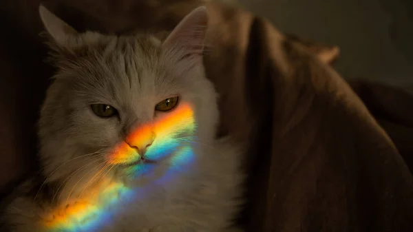 A white fluffy cat lies in the bedroom with a rainbow on its face. — Stock Photo, Image