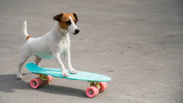 Jack Russell terrier cão monta um penny board ao ar livre — Fotografia de Stock