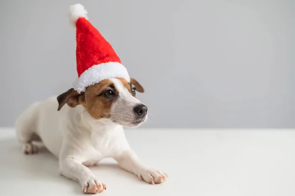 一只披着白色背景的桑塔爪帽的狗杰克的画像。圣诞贺卡 — 图库照片