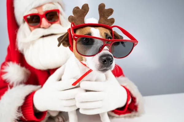 Weihnachtsmann und Weihnachtsmann mit Sonnenbrille auf weißem Hintergrund. Jack Russell Terrier Hund im Hirschkostüm — Stockfoto