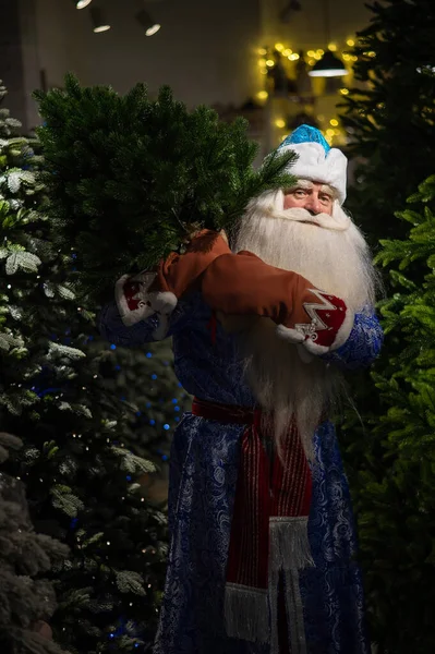 Ruský Santa Claus kupuje vánoční stromek v obchodě. — Stock fotografie