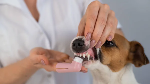 Žena veterinární lékař čistí zuby psa jack Russell teriér se speciálním štětcem dát ji na prst. — Stock fotografie