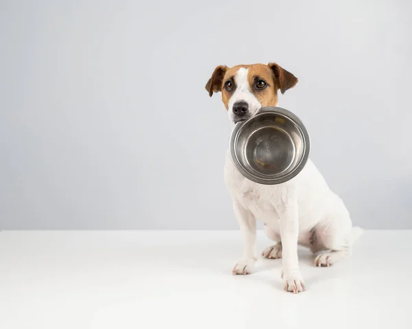 Hungry Jack Russell Terrier segurando uma tigela vazia em um fundo branco. O cão pede comida. — Fotografia de Stock