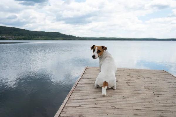 Triste cão jack russell terrier senta-se sozinho no cais junto ao lago. — Fotografia de Stock