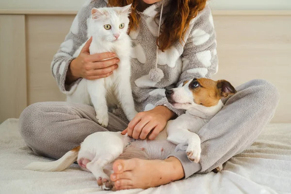 Mulher caucasiana segurando um gato fofo branco e Jack Russell Terrier cão enquanto sentado na cama. Os abraços de menina de cabelos vermelhos com animais de estimação. — Fotografia de Stock