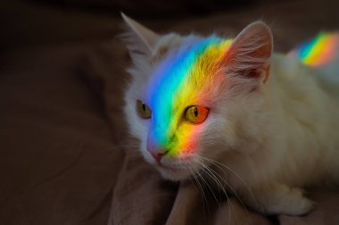 Yüzünde gökkuşağı olan beyaz tüylü bir kedi.. 